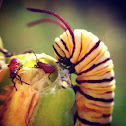 Monarch Butterfly Caterpillar