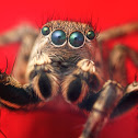 Jumping Spider