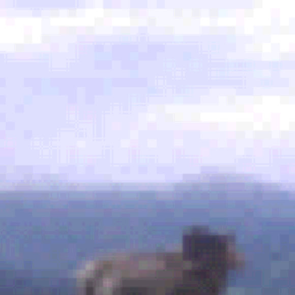 Spotting Image 1