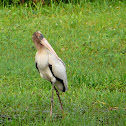 Wood Stork