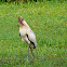 Wood Stork