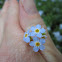 Forget-Me-Not