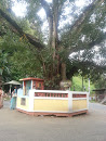 Daulagala Bo Tree