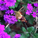 Hummingbird Clearwing