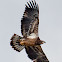 Aguila Calva (juvenil) Young Bald Eagle