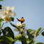 Small Tortoiseshell