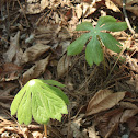 Mayapple