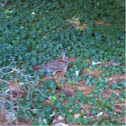 Eastern Cottontail