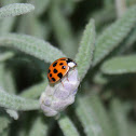 Asian Ladybug