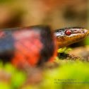 fake coral snake