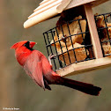 Northern cardinal