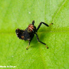 Leaf hopper, nymph