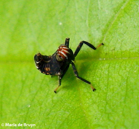 Spotting Image 1