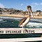 Brown pelican