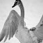 Mute Swan