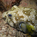 White-spotted Puffer