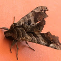 Lettered Sphinx Moth