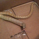 Brooks Albino Kingsnake