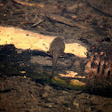 Tadpole