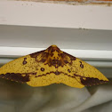 Saturniidae Moth