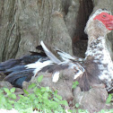 Domestic Muscovy Duck