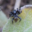 Jumping Spider
