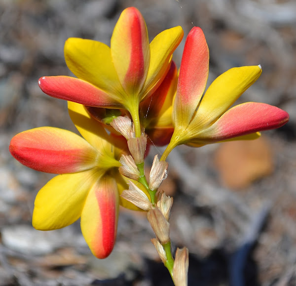 African Corn Lily Project Noah