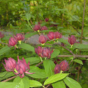 Carolina Sweetshrub