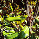 Magnolia