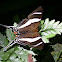 Orsilochus Daggerwing