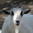 Pygmy goat