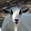 Pygmy goat