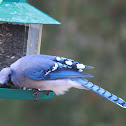 Blue Jay