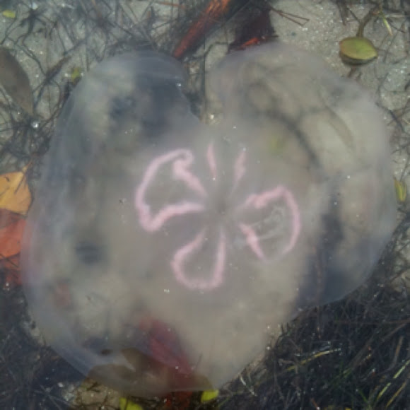 Spotting Image 1