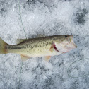 Largemouth Bass