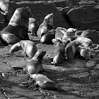 Lobo marino (Sea Lion)