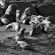 Lobo marino (Sea Lion)