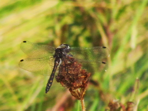 Spotting Image 1