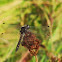 Black Meadowhawk