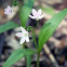 Spring Beauty