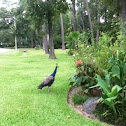 Peckock