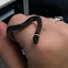 Ring neck Snake