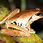 Stoney Creek Frog