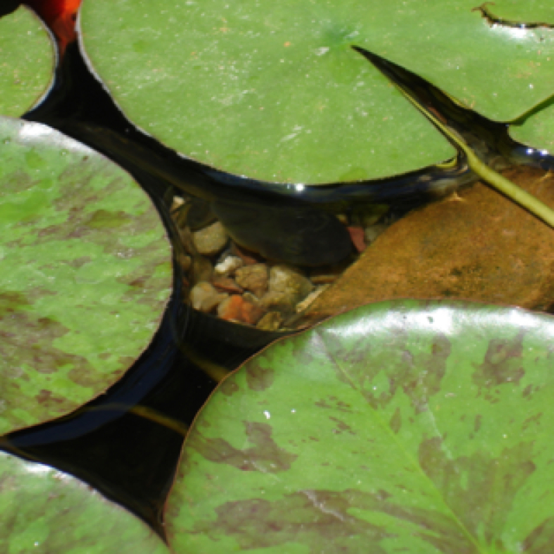 Tadpole