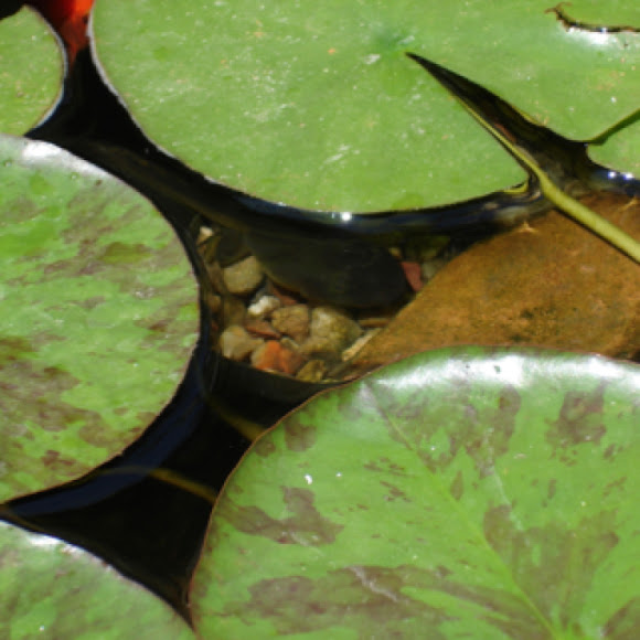 Spotting Image 1