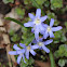 Scilla