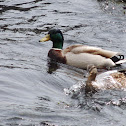 Mallard