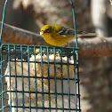 Pine Warbler