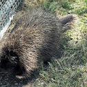 North american porcupine