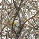 Great kiskadee
